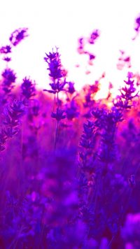 Android Lavender Wallpaper 28