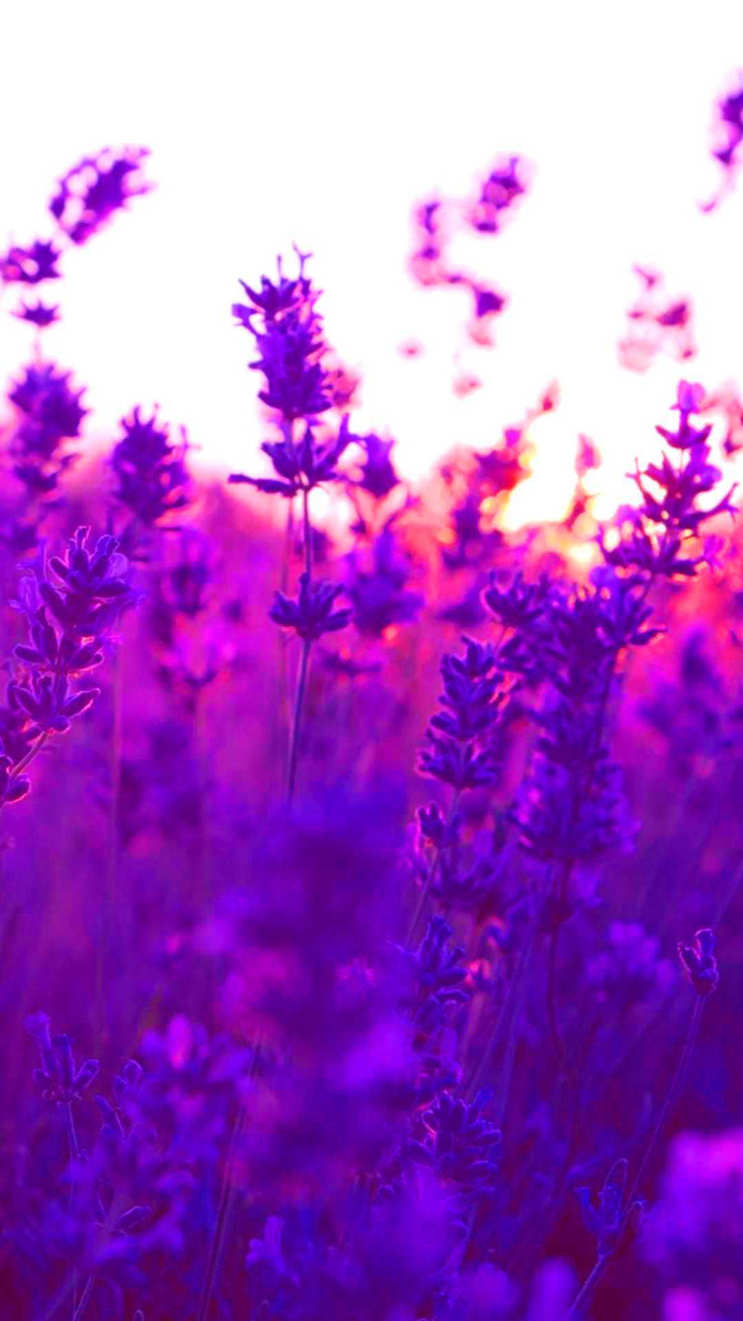 Android Lavender Wallpaper 1