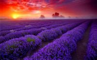 Sunset Lavender Wallpaper 2