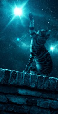 Night Warrior Cats Wallpaper 31