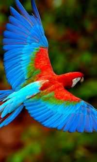 Macaw Parrot Wallpaper 22