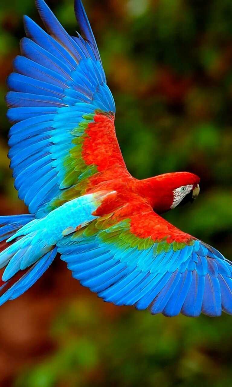 Macaw Parrot Wallpaper 1