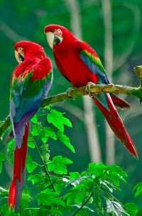 Macaws Parrot Wallpaper 4