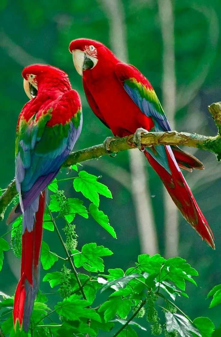 Macaws Parrot Wallpaper 1