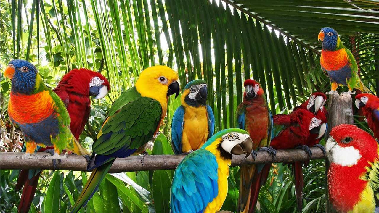 Desktop Parrots Wallpaper 1