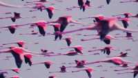 Flamingo Deftones Wallpaper 45