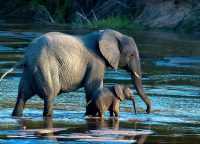 Download Elephant Wallpaper 17
