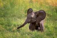 Baby Elephant Wallpaper 18