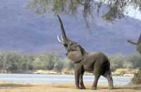 Elephant Wallpapers 21