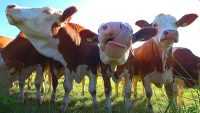Cows Funny Wallpapers 2