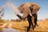 Pc Elephant Wallpaper 7