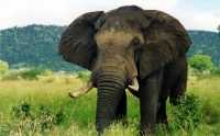 Download Elephant Wallpaper 10