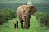 Download Elephant Wallpaper 13