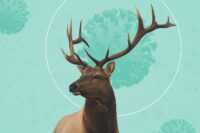 Deer Wallpaper 2