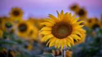 1080p Sunflower Wallpaper 41