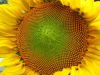 Desktop Sunflower Wallpaper 7