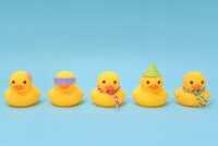 Download Duck Wallpaper 4