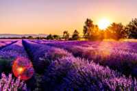Lavender Wallpapers 2