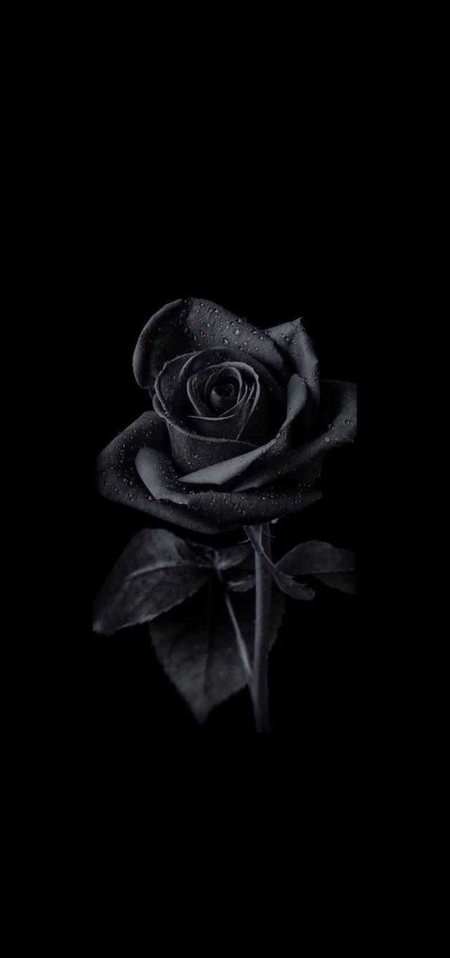 Download Black Rose Wallpaper 1