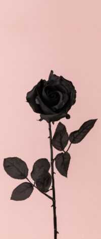 Black Rose Wallpapers 9