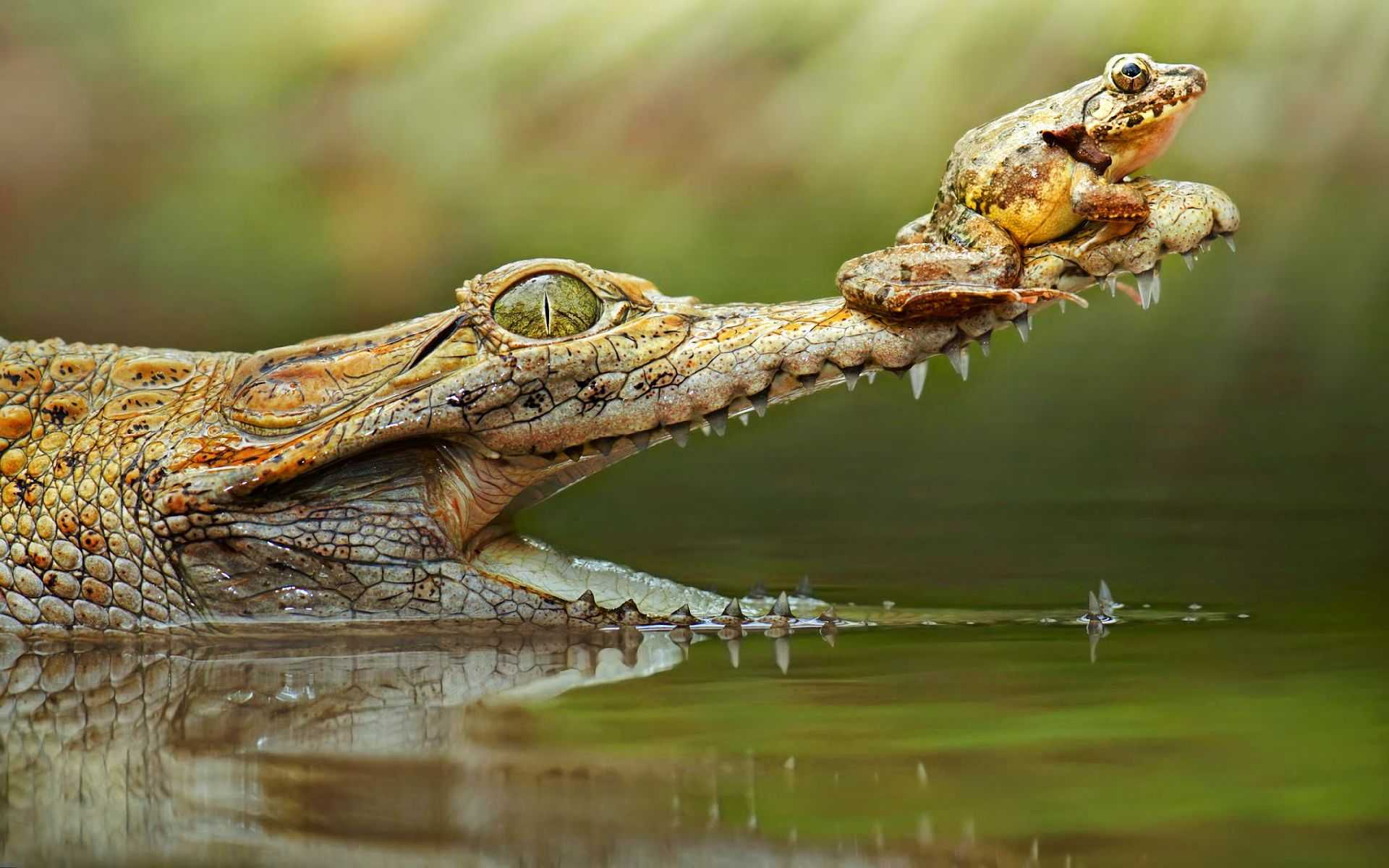 Crocodile Wallpaper 1 Crocodile Wallpaper 1