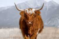 Highland Cow Wallpaper 31