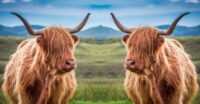 Highland Cow Wallpaper 35
