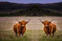 Highland Cow Wallpaper 14