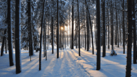Snowy Trees Wallpaper 9