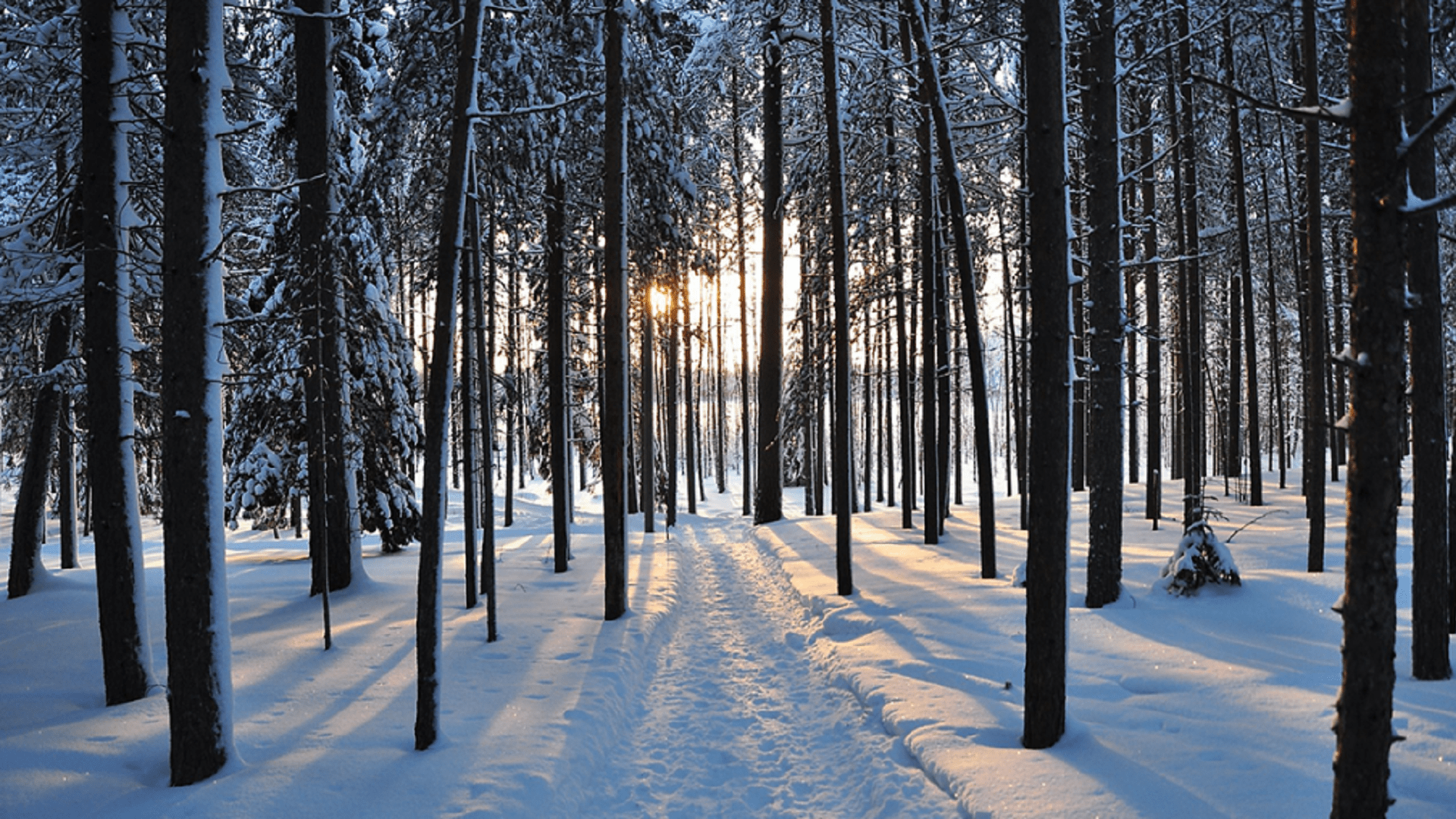 Snowy Trees Wallpaper 1 Snowy Trees Wallpaper 1