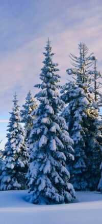 Snowy Trees Wallpaper 15