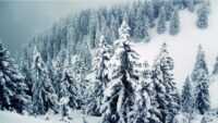 Snowy Trees Wallpaper 4