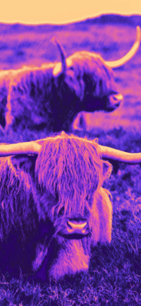 Highland Cow Wallpaper 38