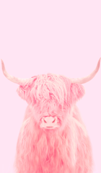 Highland Cow Wallpaper 28