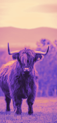 Highland Cow Wallpaper 12