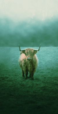 Highland Cow Wallpaper 10