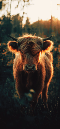 Highland Cow Wallpaper 32