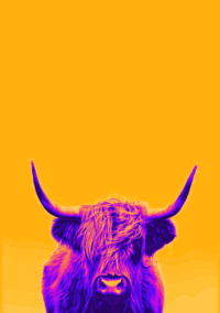 Highland Cow Wallpaper 31