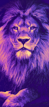 Lion Wallpaper 45