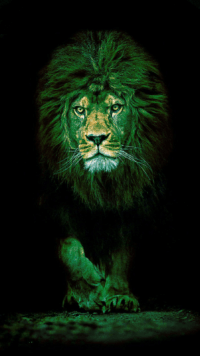 Lion Wallpaper 11