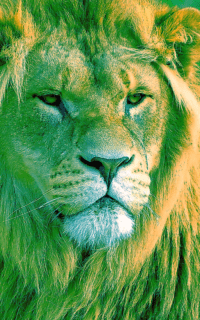 Lion Wallpapers 8