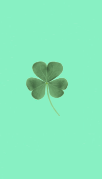 Four Leaf Clover Wallpaper 1