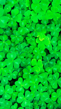Four Leaf Clover Wallpaper 50