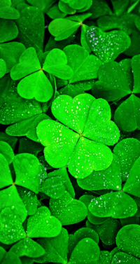 Four Leaf Clover Wallpaper 47
