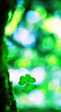 Four Leaf Clover Wallpaper 8