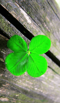Four Leaf Clover Wallpaper 7