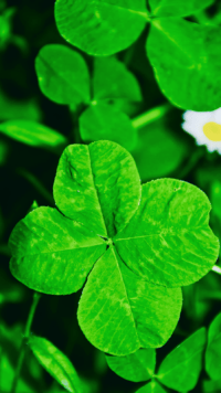 Four Leaf Clover Wallpaper 6